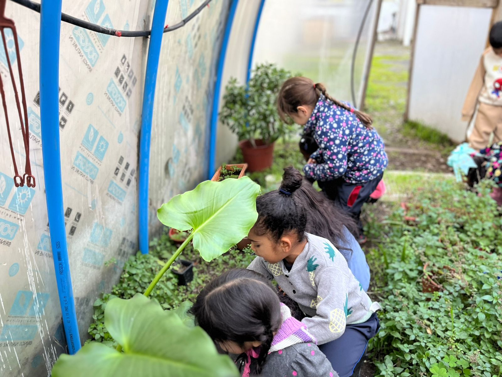 HUERTO ESCUELA